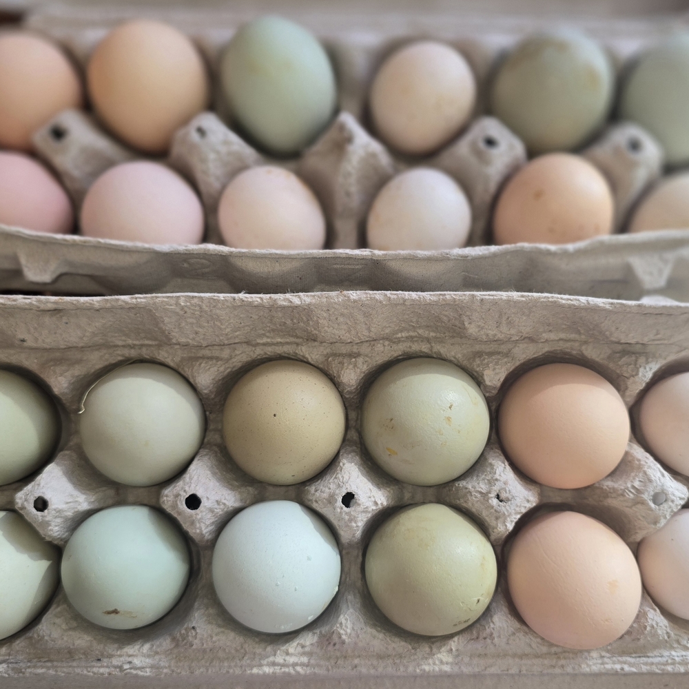Pastel Colored Eggs in Carton 12 x eggs